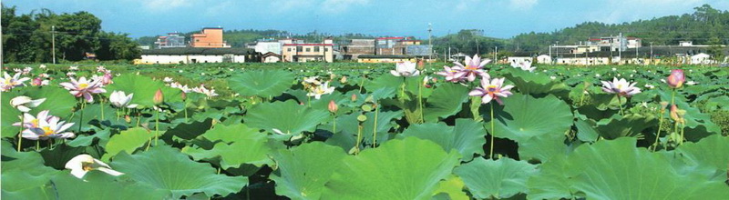 樓下村盤活村中八畝土地,成就了佛岡一景,也為該村帶來經濟效益。