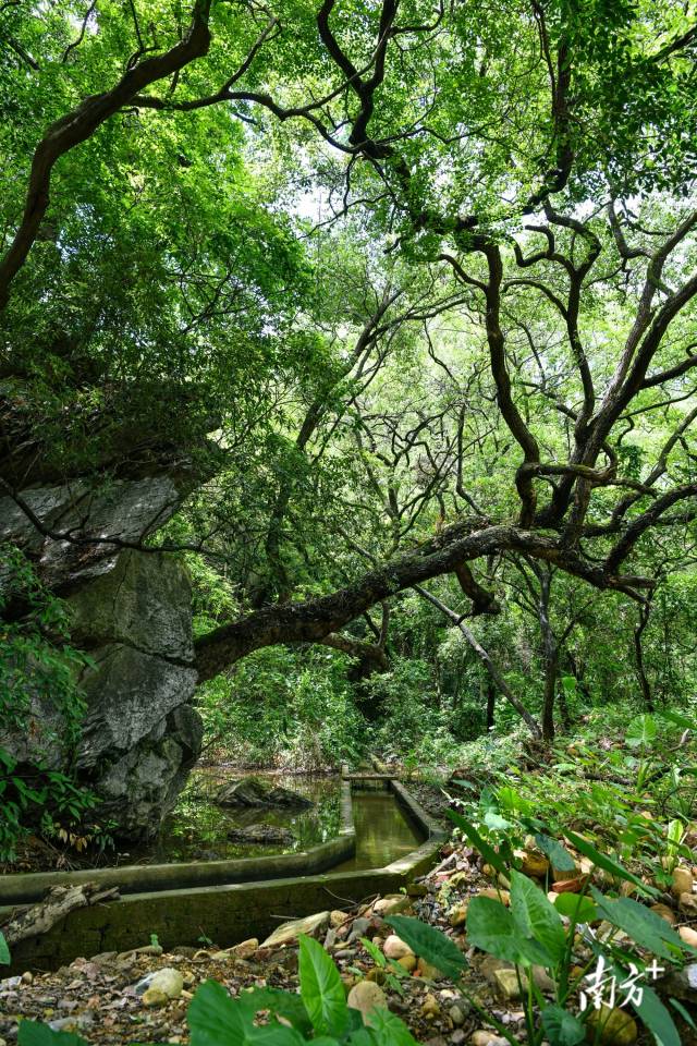 沙口鎮園山村背后，古樟樹錯落有致。 曾亮超 攝